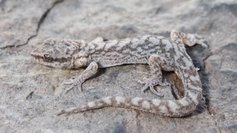 El gecko Homonota chelemini fue identificado como una nueva especie end&eacute;mica en las montañas &aacute;ridas de Catamarca y La Rioja (IPEEC/CONICET