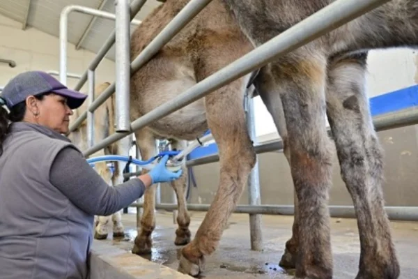 Leche de burra: el innovador tambo argentino que apuesta a revolucionar la nutrición infantil