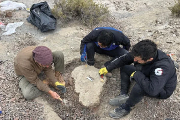 Hallaron nuevos fósiles de Arcosaurios en el Talampaya
