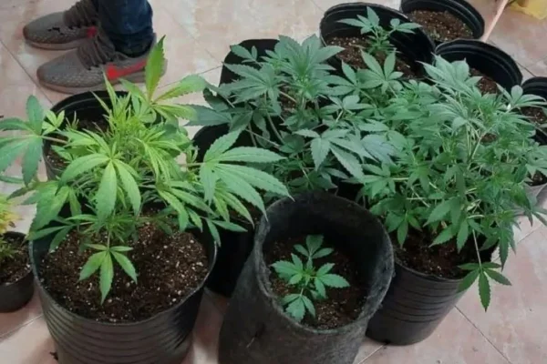 Denuncian el robo de plantas de cannabis medicinal