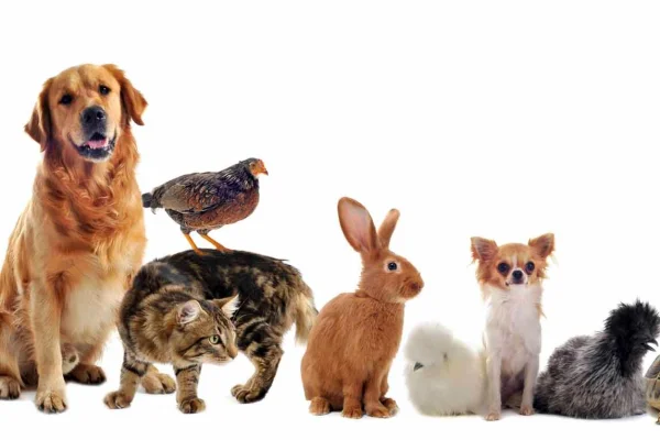 Día del Animal: por qué el cuidado de nuestras mascotas impacta en nuestra vida diaria