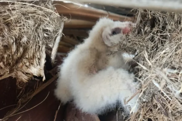 Tierno rescate en Mendoza: un pichón de lechuza de campanario pudo volver a su nido a 15 metros de altura