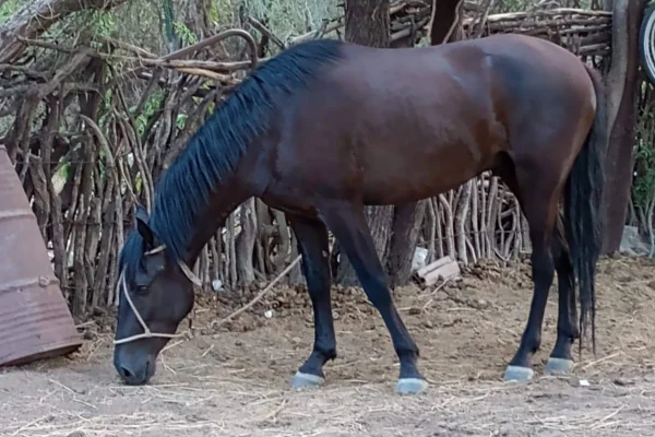 Investigan la desaparición y posible faena de un caballo en Punta de los Llanos