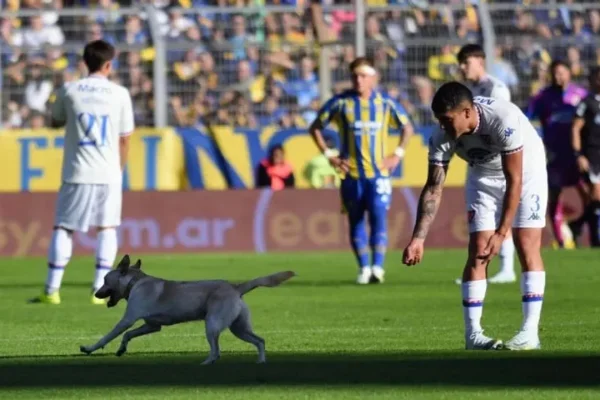 Un perro invadió la cancha del duelo Rosario Central – Tigre y se llevó una ovación