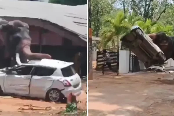 India: un elefante fuera de control causó pánico y dejó una víctima fatal