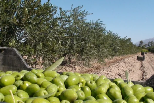 Cosecha olivícola: buenos niveles de producción en un contexto económico adverso