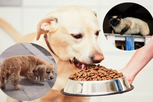 Lanzan campaña solidaria para recolectar alimento para perros y gatos en situación de vulnerabilidad
