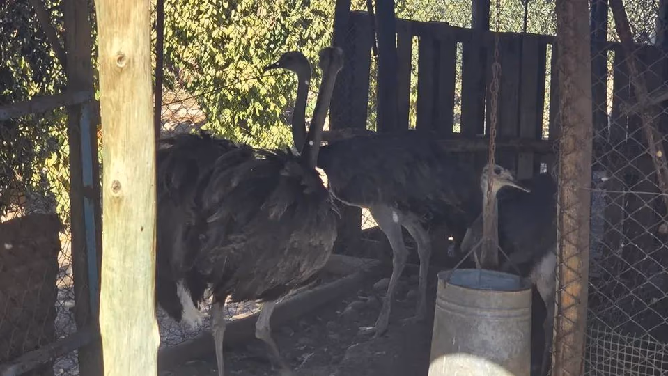 Tres ñandúes estaban cautivos ilegalmente en una finca mendocina: fueron rescatados