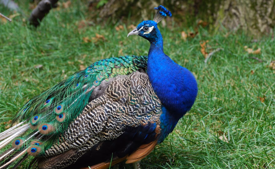 Invasión de pavos reales en un pueblo de Italia: vecinos denuncian que se despiertan con sus graznidos