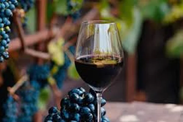 Malbec: ¿cuáles otros vinos pueden sorprender al mundo?