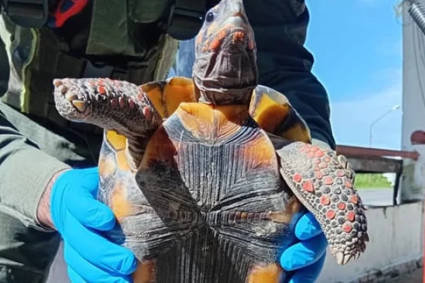 Detuvieron a una mujer que trasladaba una tortuga oculta en una olla