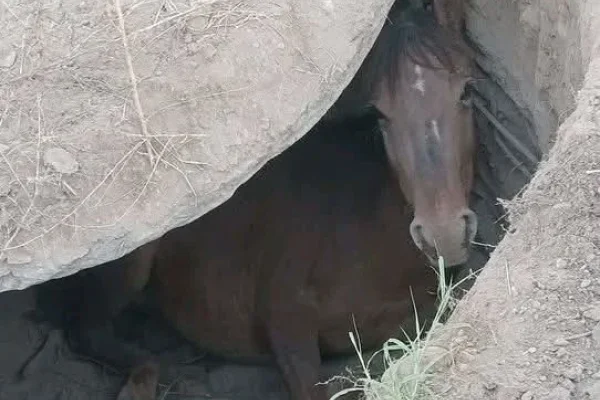 Bomberos rescataron a un caballo tras caer en un pozo ciego en Ulapes