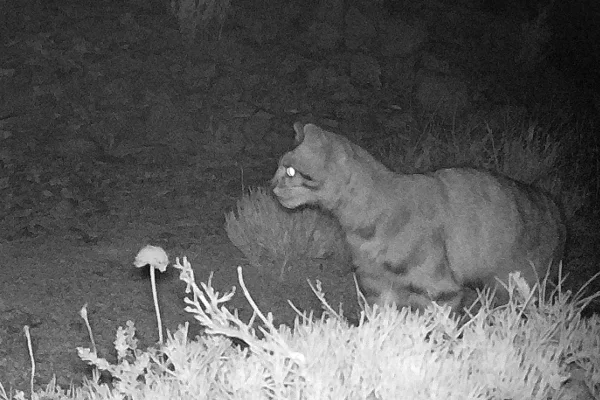 Logran fotografiar al “fantasma de los Andes”: uno de los animales más difíciles de ver