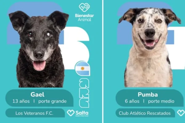 La tierna campaña mundialista para la adopción de perros que es furor en Salta