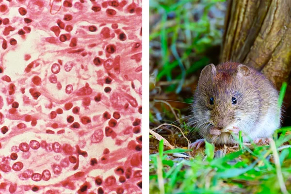 La Rioja en alerta preventiva por casos de hantavirus detectados en turistas extranjeros