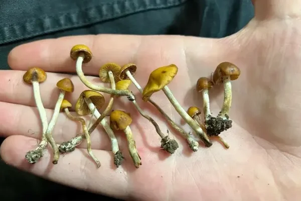 Un medicamento natural sería eficaz para tratar la adicción a la cocaína