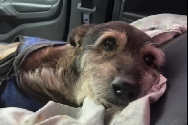 Imputaron al conductor por atropellar a un perro comunitario