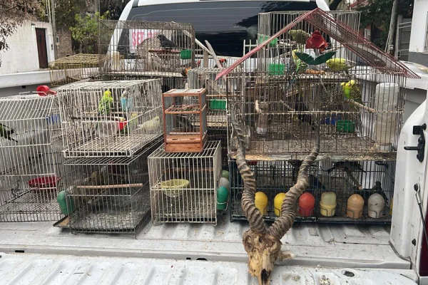 Vendían fauna silvestre por redes sociales y fueron capturados