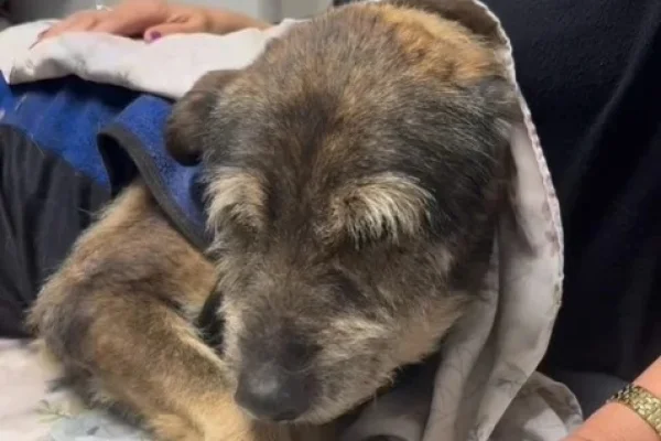 Murió “El Viejo”, el perro comunitario que había sido atropellado días atrás