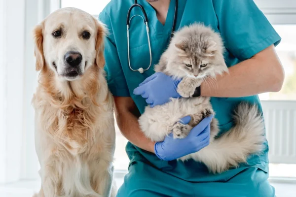 El Centro de Salud Animal informó sus horarios de atención