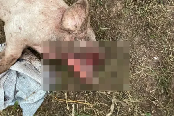 Ganaderos de Catuna alertan por extrañas mutilaciones en animales