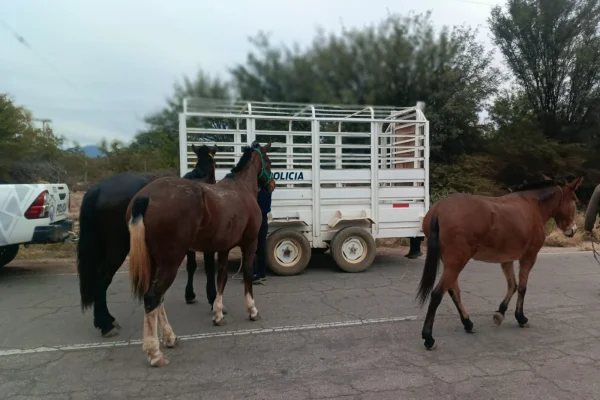 Secuestran animales sueltos en Capital e Interior