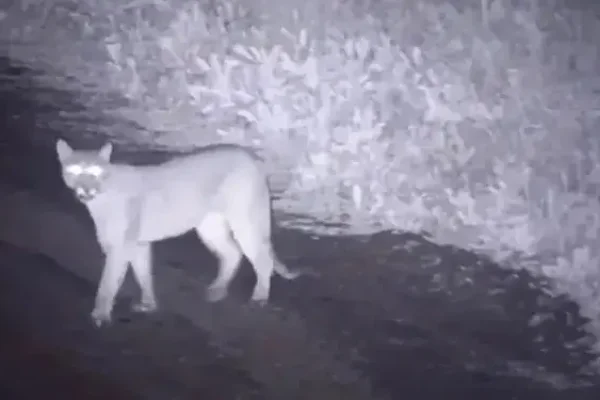 Advierten sobre el avistamiento de pumas en cercanías de Pagancillo