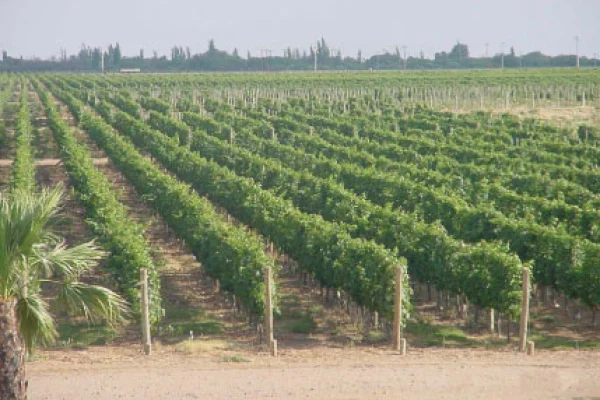Finca Viña Famatina cierra y sus empleados buscan un acuerdo