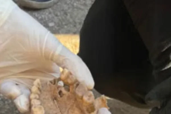 Investigan el hallazgo de restos óseos en el Club Náutico
