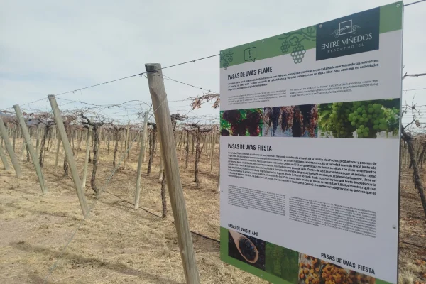 El turismo conoce las dos formas de secado de la uva