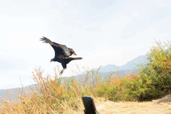 Liberaron un jote rehabilitado y refuerzan el compromiso con la fauna silvestre