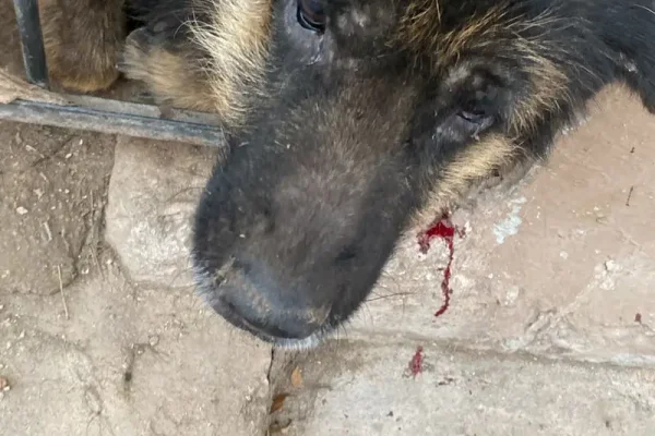 Un operativo de rescate permitió salvar a un perro en apuros