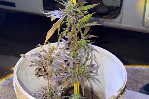 Chepes: decomisan una planta de cannabis en un operativo