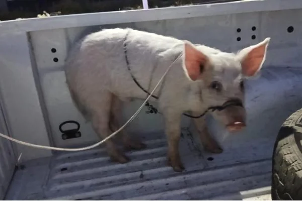 Recuperan un cerdito robado de una vivienda de Ruta 38