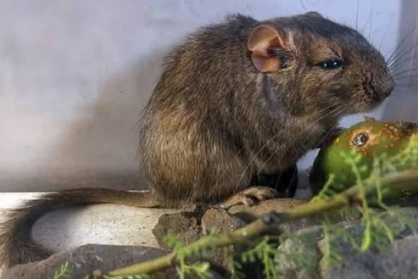 En qué provincia hallaron una nueva especie de roedor
