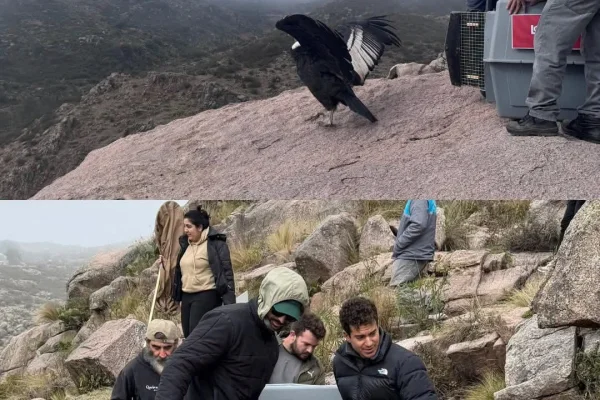 Illari volvió a volar: liberaron a una cóndor andina rescatada en La Rioja