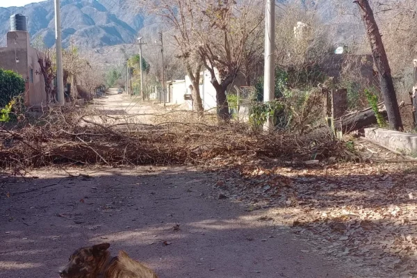 Cayó un árbol en Sanagasta y derribó un poste de media tensión en el barrio Santa Lucía