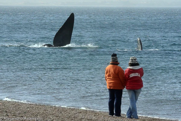 La playa secreta de la Patagonia donde se puede avistar ballenas francas gratis a pocos metros de la costa