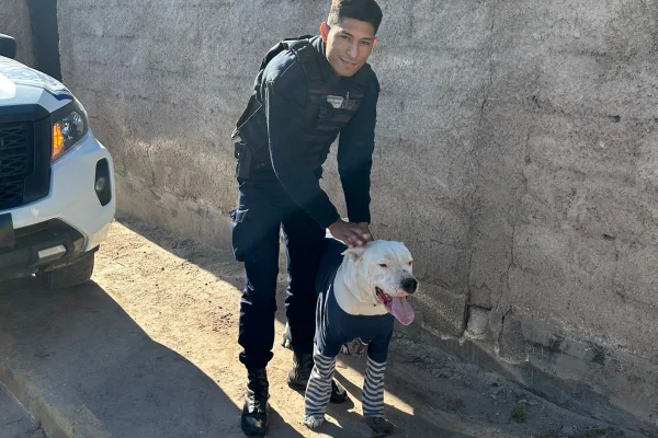 La Policía recuperó un Dogo Argentino  en el barrio Cochangasta