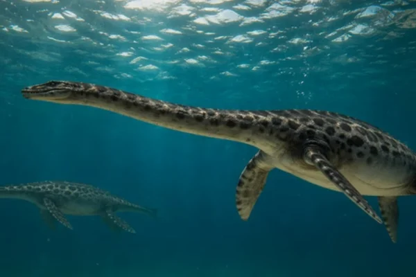 Hallan el cráneo casi completo de un reptil marino que habitó la Patagonia hace 66 millones de años
