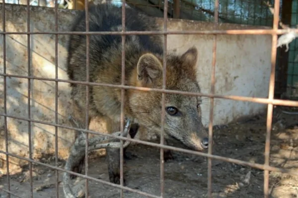 Rescataron a un zorro encadenado que era exhibido ilegalmente en una casa de comidas