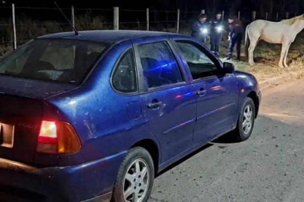Conductora resultó ilesa tras colisionar contra animal suelto