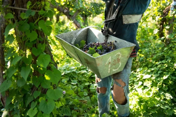 SOEVA confirmó el cierre de dos fincas en Chilecito y la pérdida de puestos de trabajo