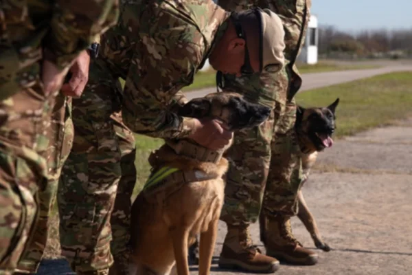 Los perros Jack y Derek se suman a la misión humanitaria argentina en Venezuela