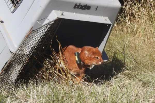 Conservación de fauna: liberan un yaguarundí con collar de rastreo satelital en Córdoba