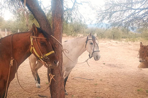 Fieles a caballo: jinetes catamarqueños viajaron para la procesión de San Nicolás