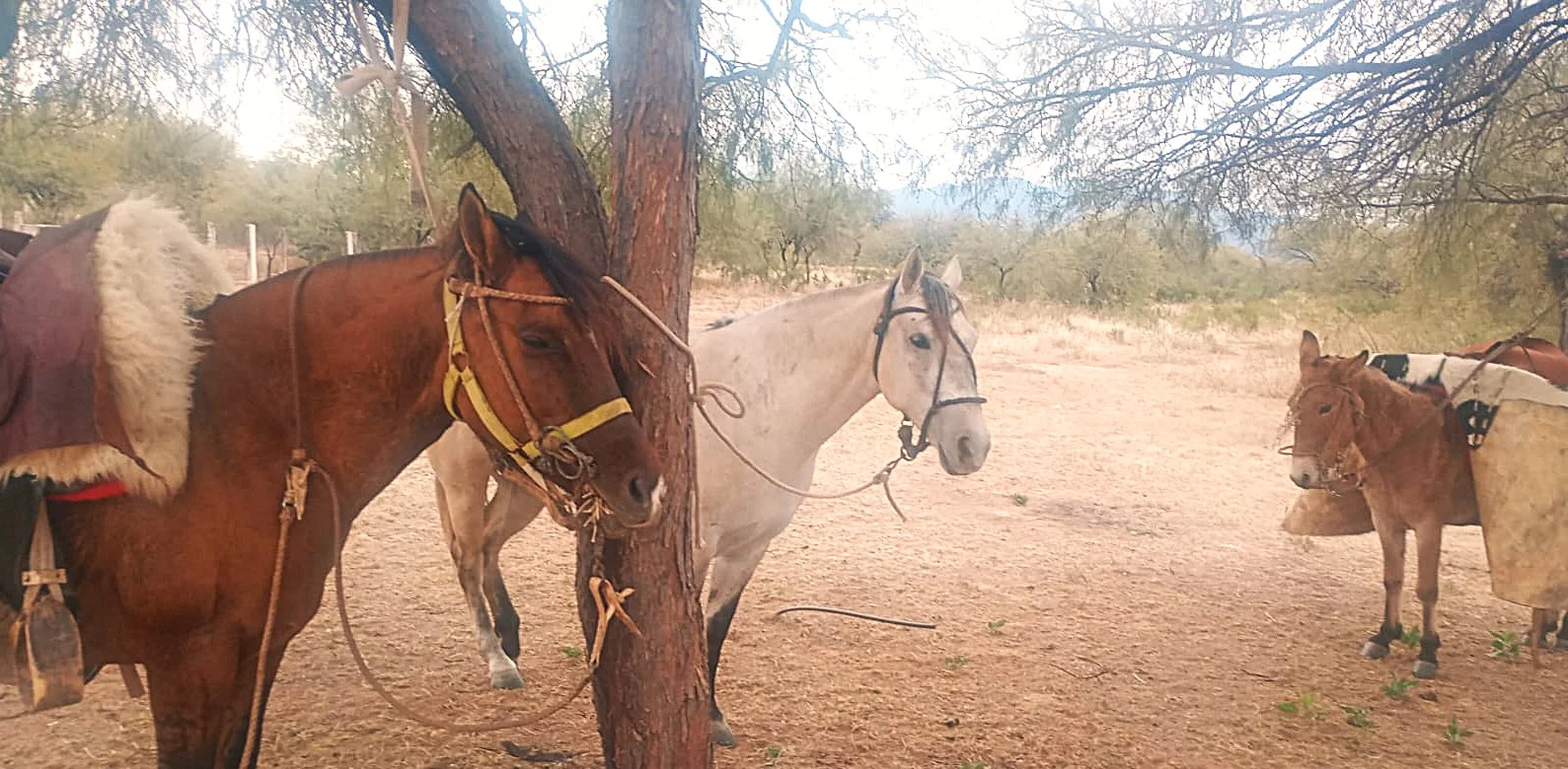 Fieles a caballo: jinetes catamarqueños viajaron para la procesión de San Nicolás