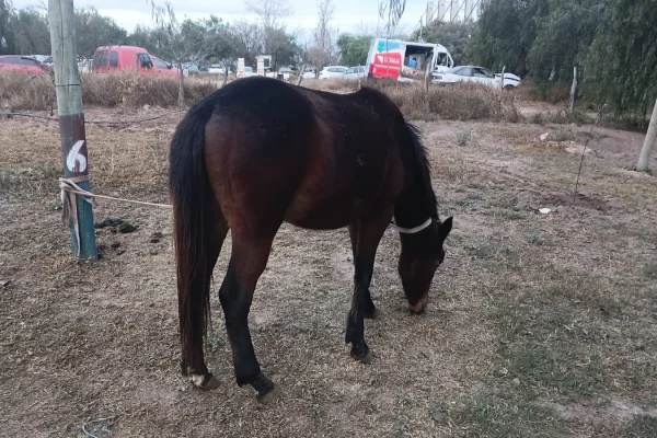 Intentaron recuperar una potranca que estaba secuestrada en el predio de la Montada y terminaron presos