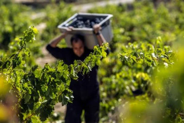 Crisis vitivinícola: Ya son 52 los despedidos por el cierre de fincas
