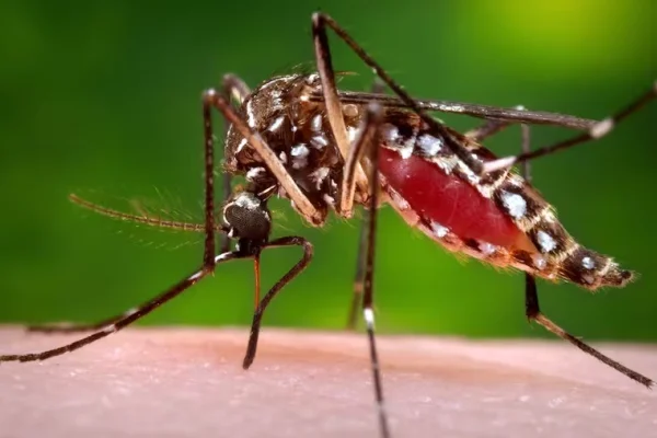 Instan a la vacunación contra el dengue
